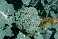 Broccoli Plug Plants "Grow
