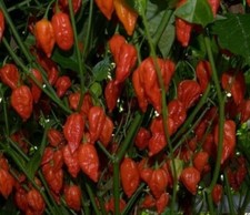 🌼 100% Genuine Bangladeshi Kala Naga Morich Chilli Seeds, Fresh UK Seeds 🌶