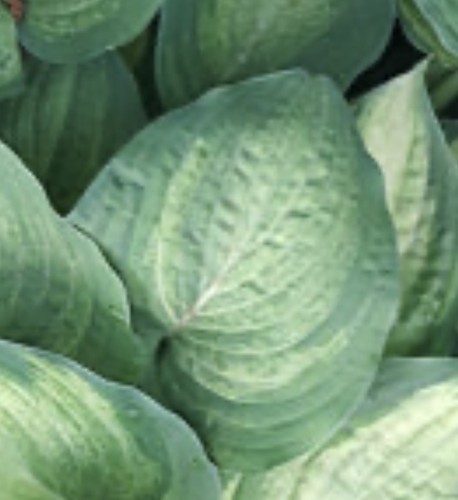 Hosta ghost spirit medium - 'ghost, spirit'