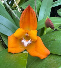 Maxillaria molitor orange