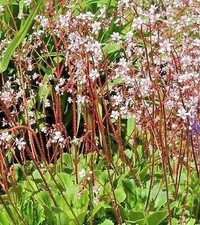 Saxifraga x urbium 'London