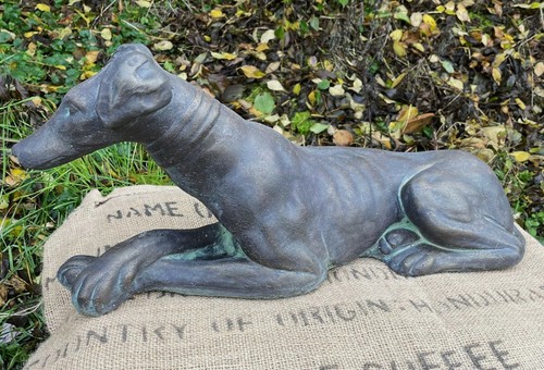 Whippet dog lying - , down