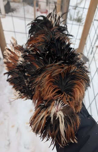 Rare chicken fertile - rare,