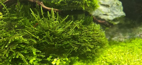 Christmas moss live aquarium - christmas,