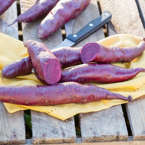 Sweet potato erato violet - potato,