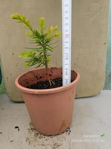 English yew conifer tree - yew, taxus
