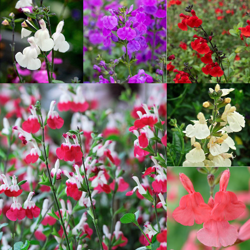 Salvia mixed hardy sage - 6,