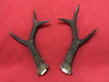 PAIR OF ROE DEER ANTLERS , 191g. aprox. 20/21cm.