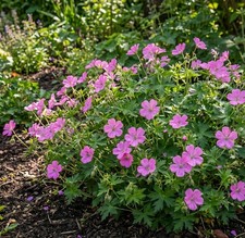 Hardy Geranium Wargrave Pink