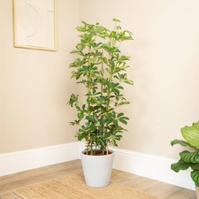 Dwarf Umbrella tree seeds -