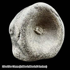 Ichthyosaur Fossil Reptile