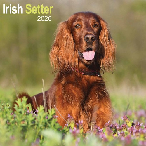 Irish setter calendar 2026 - irish,