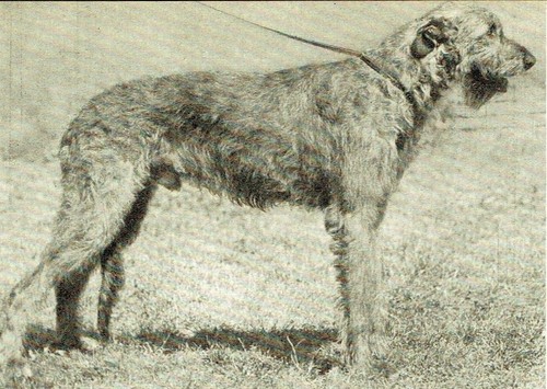 Irish wolfhound 1950 page - 1950, 2