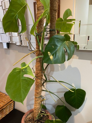 Two rooted monstera - two,