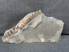Ichthyosaur vertebrae column - ichthyosaur,