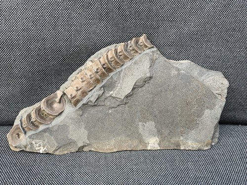 Ichthyosaur vertebrae column - ichthyosaur,