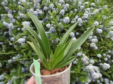 Paphiopedilum esquirolei alba