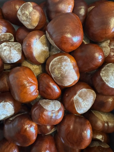100 conkers horse - conkers,