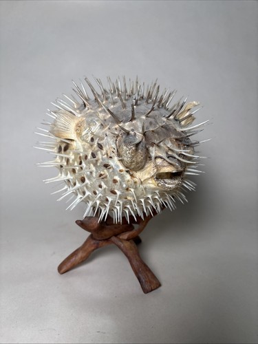 Large dried blowfish - dried,
