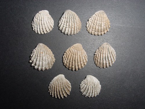 Bartonian eocene - 8,