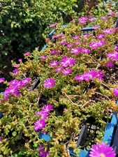 Trichodiadema sp Steytlerville Trailing Succulent Pink Flower in 7cm Pot