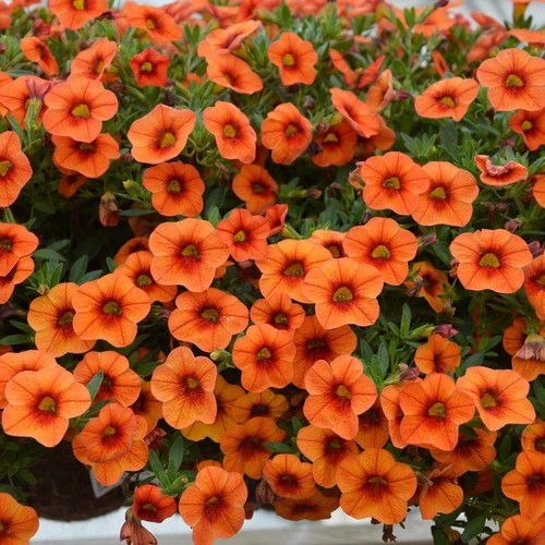 Trailing calibrachoa orange - 6,