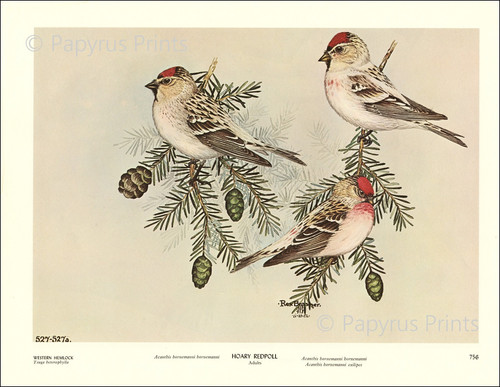 1965 vintage print hoary - 1965,