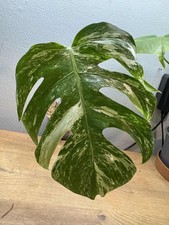 Rooted Monstera Albo Mid