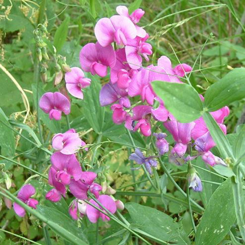 Pink everlasting sweet pea - sweet,