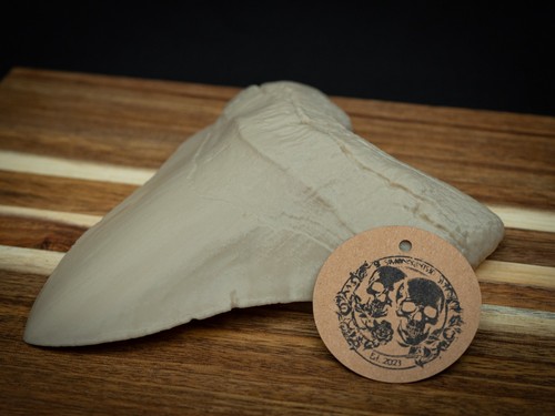 Life size megalodon tooth - size,