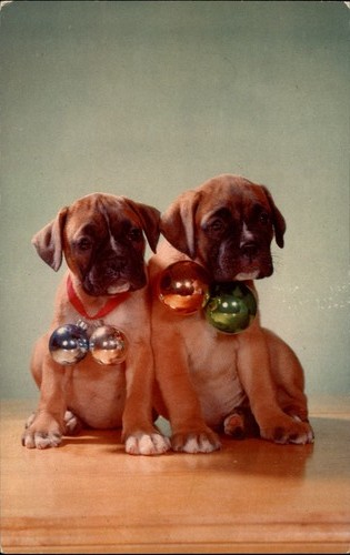 Boxer puppies dogs christmas - boxer,
