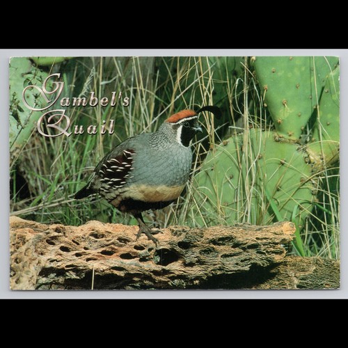 Vintage postcard gambel - postcard, gambel's