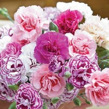 Pack dianthus mixed - pack, pinks