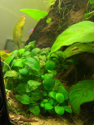 Anubias nana petite mini - anubias,