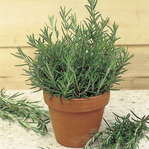 Hardy fragrant aromatic - 1,