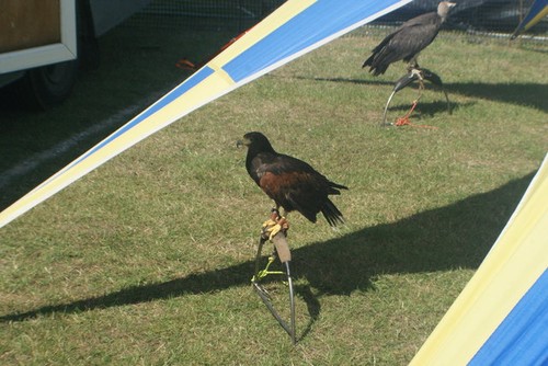 Photo view harris - a2, hawk