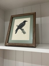 HOODED CROW- History Of