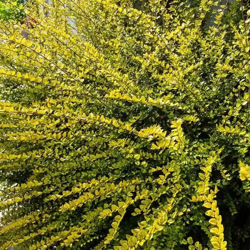 Lonicera baggasens gold - lonicera, 2