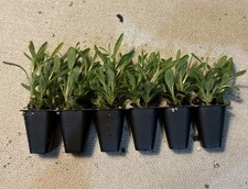 6x ‘Munstead’ English Lavender Angustifolia Plug Plants