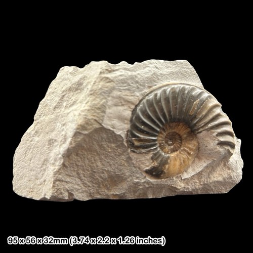 Caenisites calcite ammonite - caenisites,