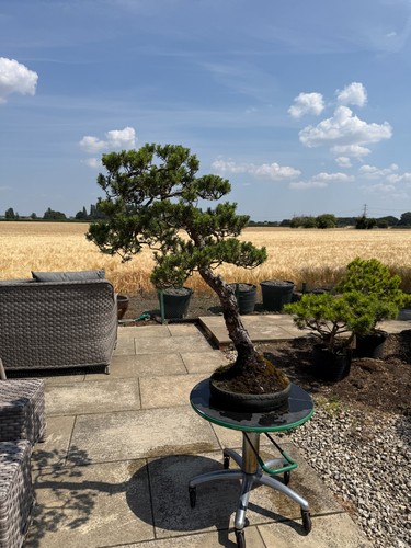 Bonsai tree beuvronensis - bonsai, tree,