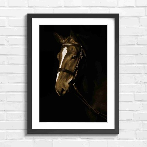 Brown horse portrait - brown,