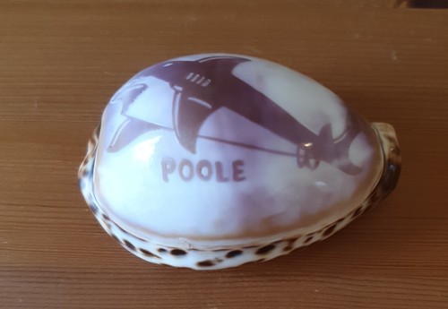 Souvenir poole shark - shark, design