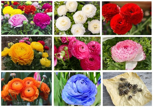Ranunculus summer flowering - 10,