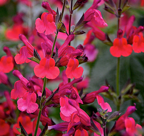 Salvia greggii mirage cherry - greggii,