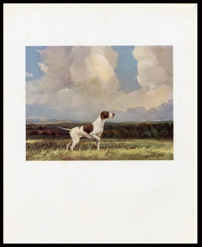 Pointer rare antique - rare, bookplate
