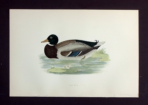 Wild duck original antique - duck,,