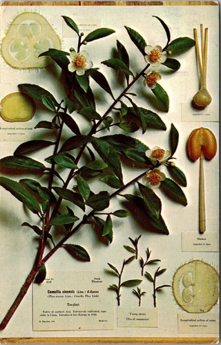 Camellia sinensis linn tea - sinensis,