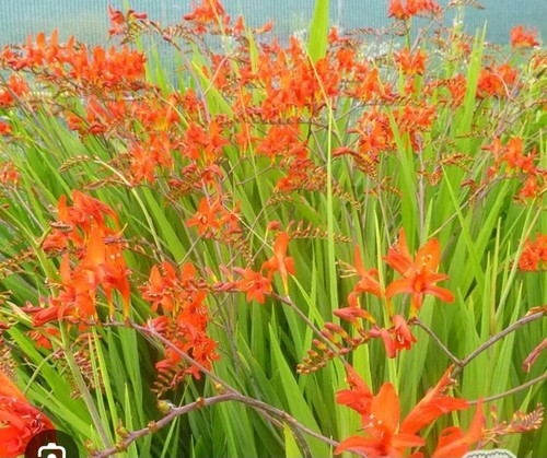 Crocosmia lucifera bulbs - crocosmia, 10