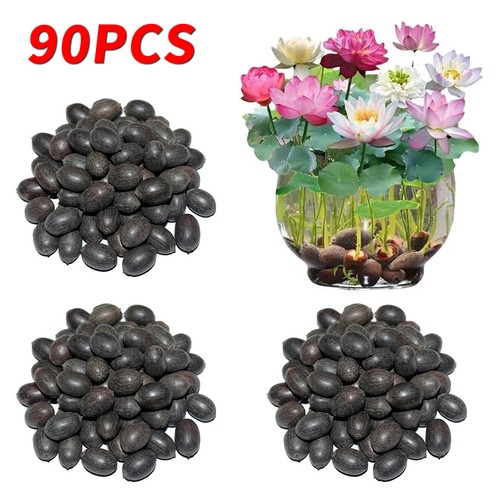 Seeds lotus mix - 30-90, ×